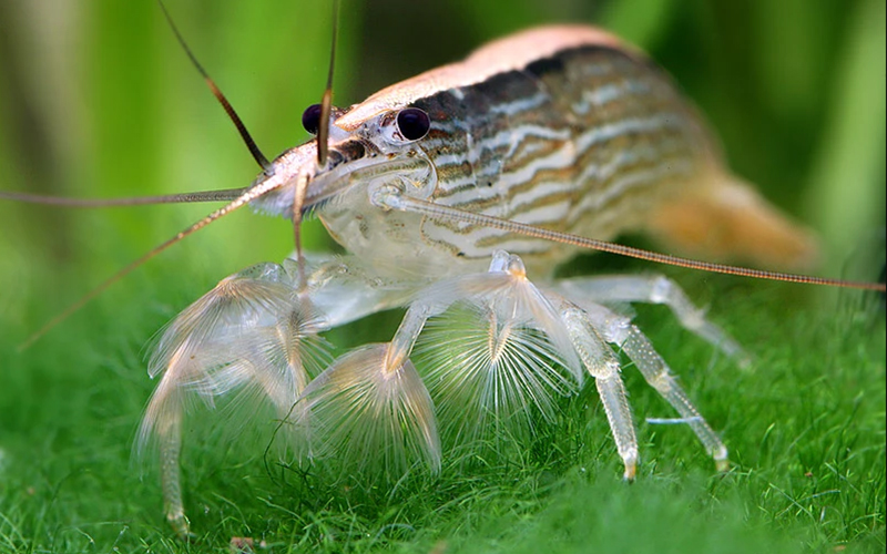Shrimp