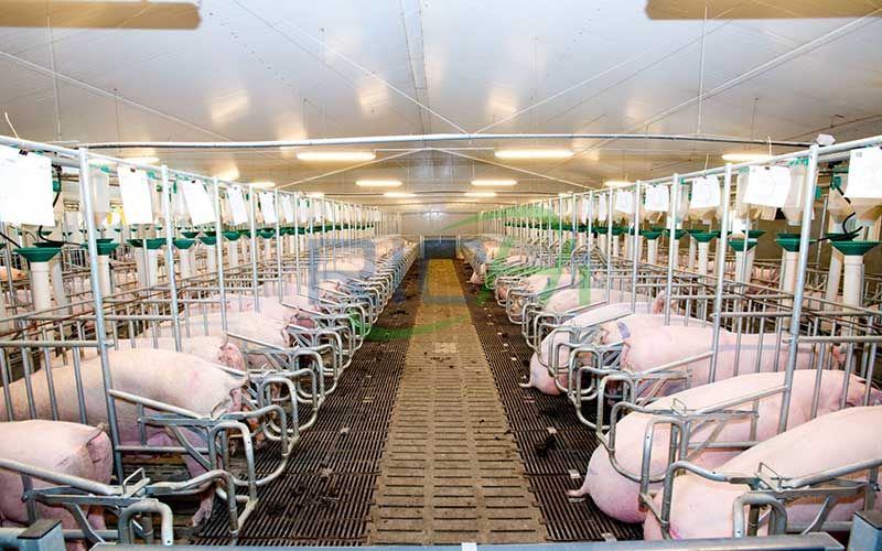 How Does the Feed Pellet Production Line Produce Pig Feed?