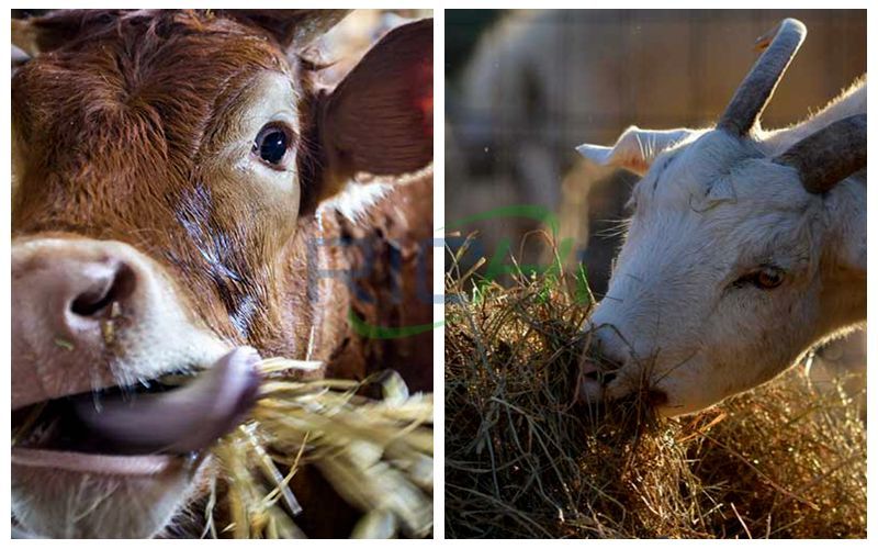 Cattle and sheep eat straw