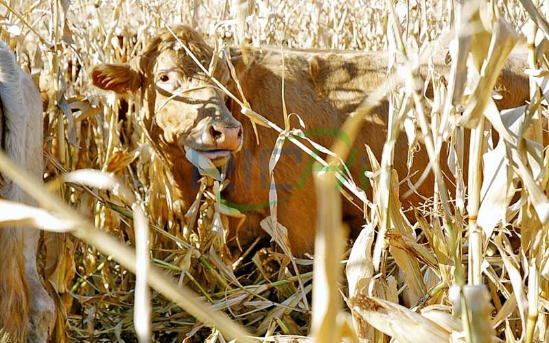 Can Corn Stalks Be Made Into Cattle and Sheep Feed Pellets?