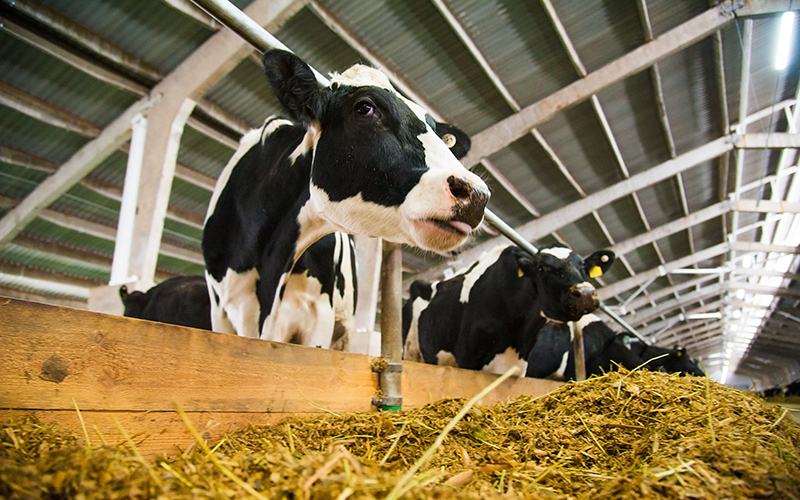 How to Reduce Feed Cost in Cattle Industry