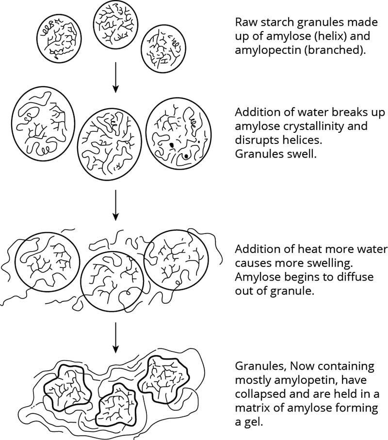 Figure 1 – The gelatinisation of starch in excess water.