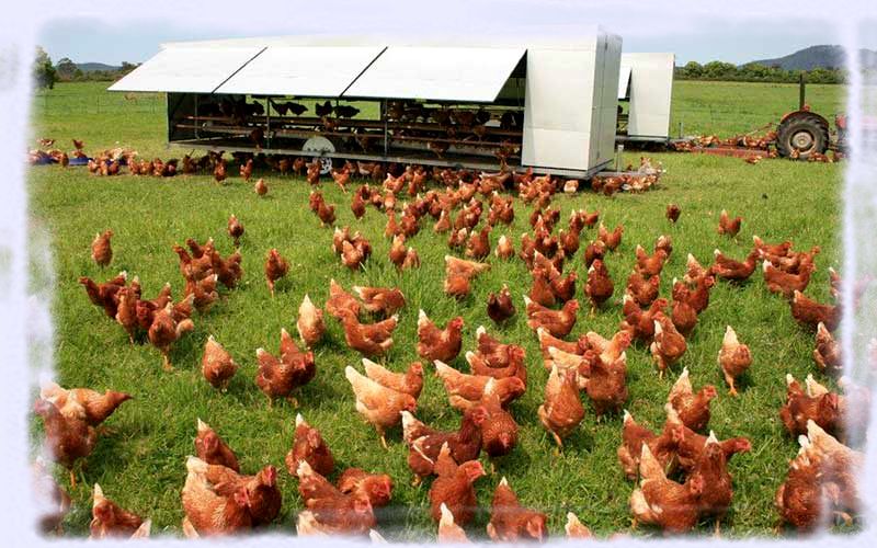 chicken farm