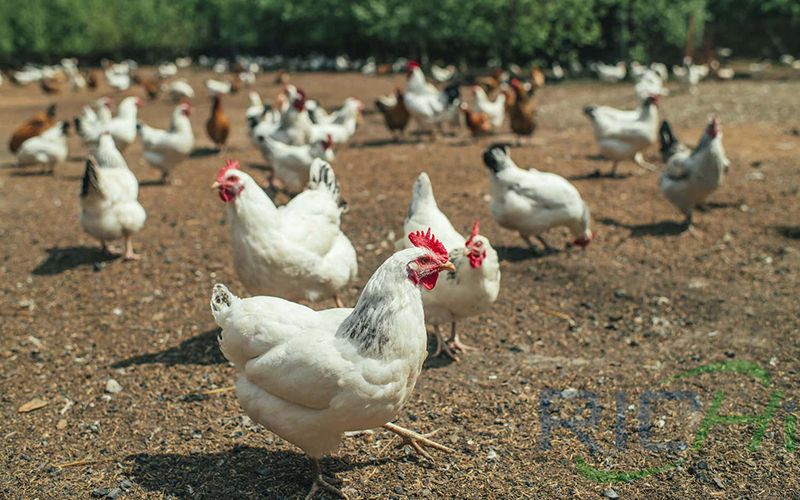 Poultry Farm Feed Pellet Production Line Meets The Feed Of 15,0000 Chickens