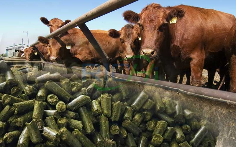 Can Cattle Eat Pellet Feed?