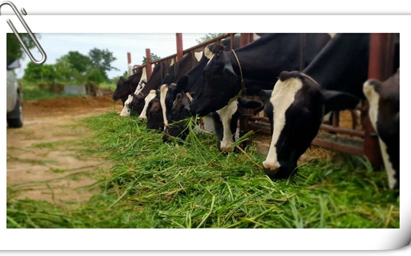 Cattle eating grass