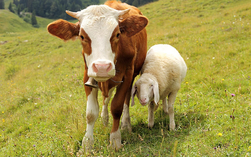 How To Reduce Pregnancy Miscarriage In Cows