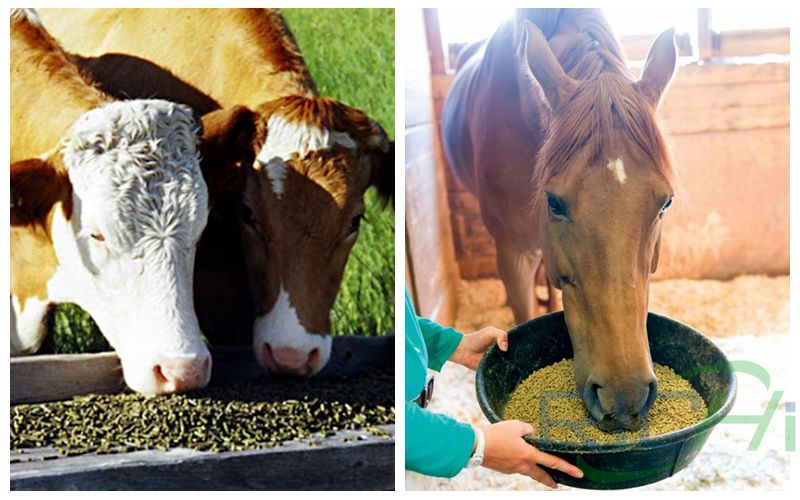 Lucerne Alfalfa Pellets Are High-quality Feed for Cattle and Horses