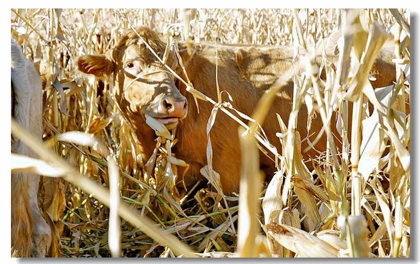 Corn stalk and cattle