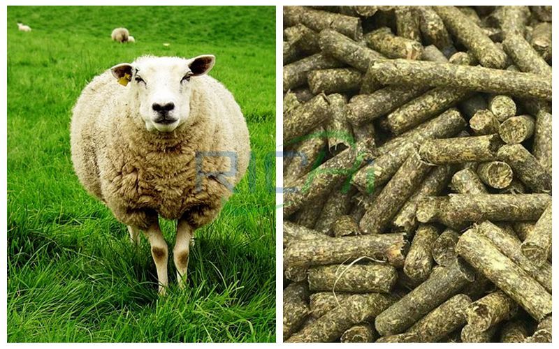 Sheep and pellets