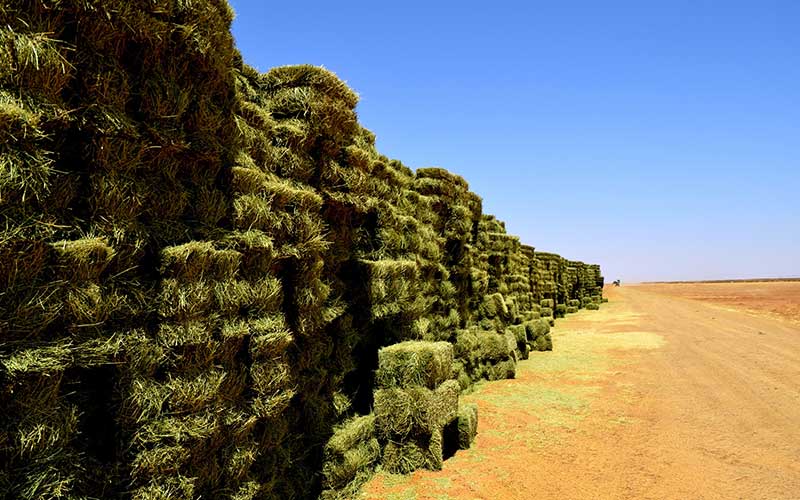 Alfalfa Market