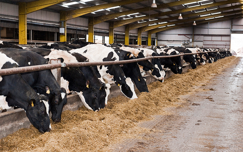 Guide to Feeding Copper-added Feed Pellets to Dairy Cows