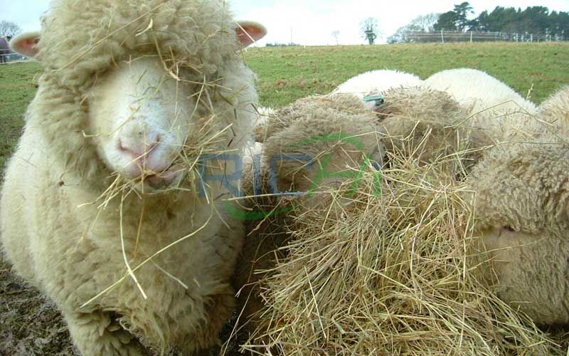 Utilization Characteristics of Meat Sheep in Winter