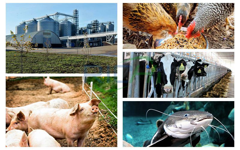 Production and Processing Project of 300,000 Tons of Powdered Cattle Sheep Pigs Chickens and Fish Feed