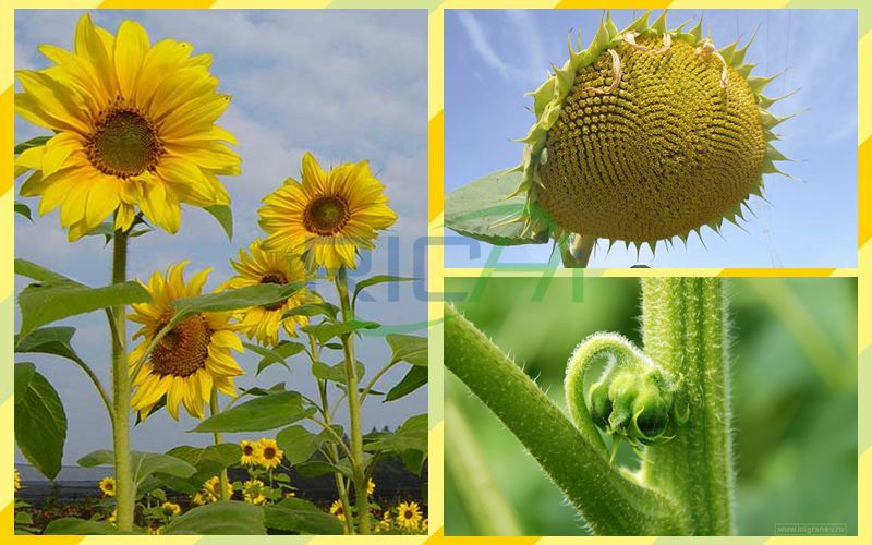 Sunflower Pan and Sunflower Stalk