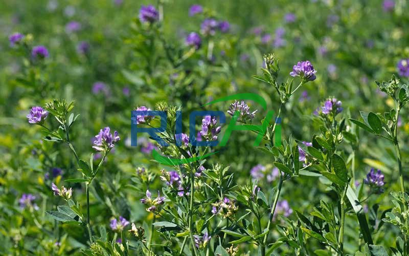 Fresh Alfalfa