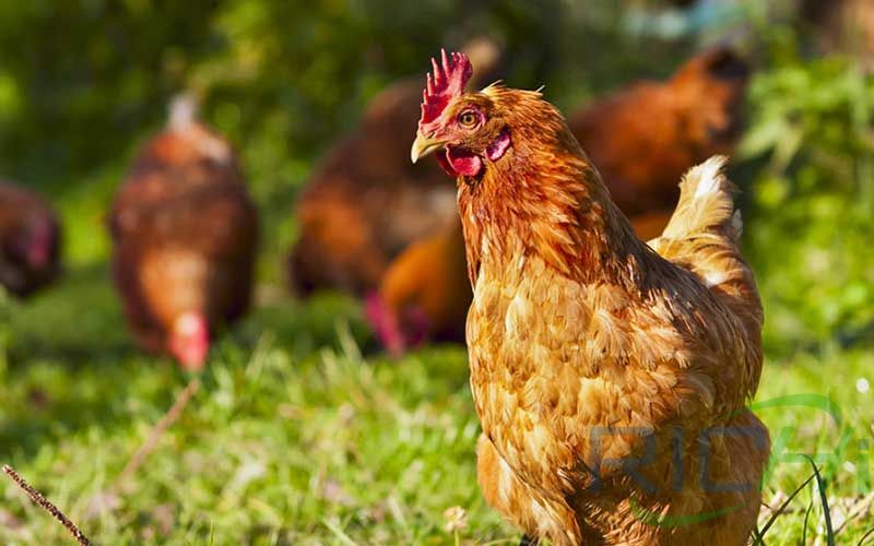 US group to seek approval of hemp seed meal for chickens