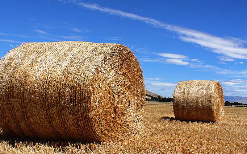 Grass Feed