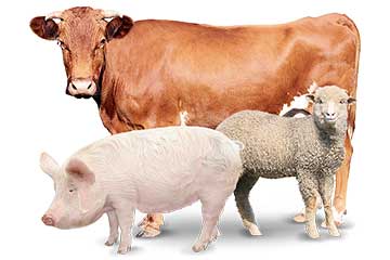 Livestock Feed Pellet Production Line