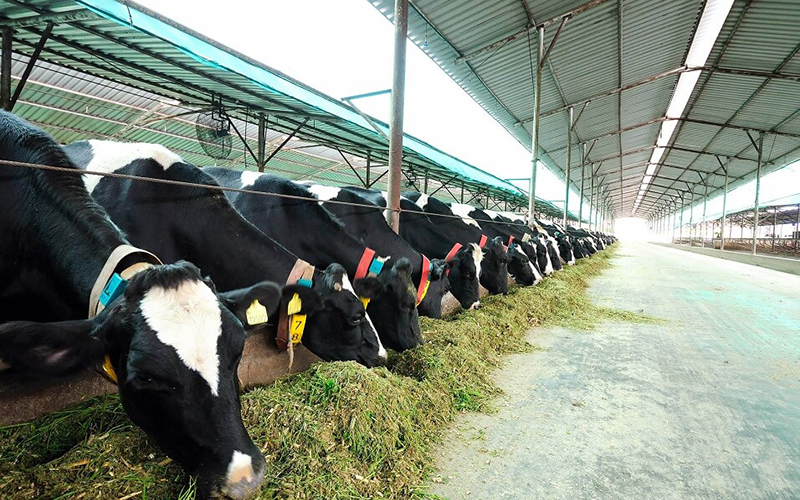 How To Strictly Control Feed Cost For Cattle Raising Enterprises