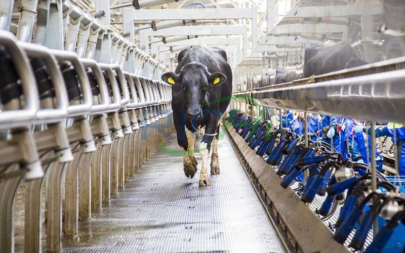 How to Reduce Feed Costs for Large Dairy Cow Plant