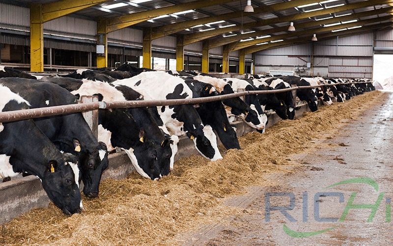 Factors Affecting the Stability of Feed Vitamins in Cattle Feed Mills