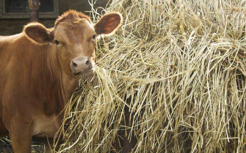 How Much Hay Should Be Given to a Cow in Winter