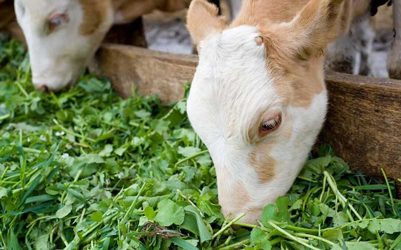 Cow eating grass