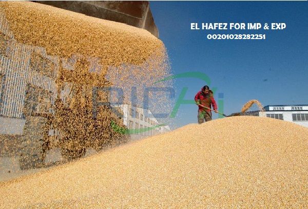 Egypt’s yellow corn production