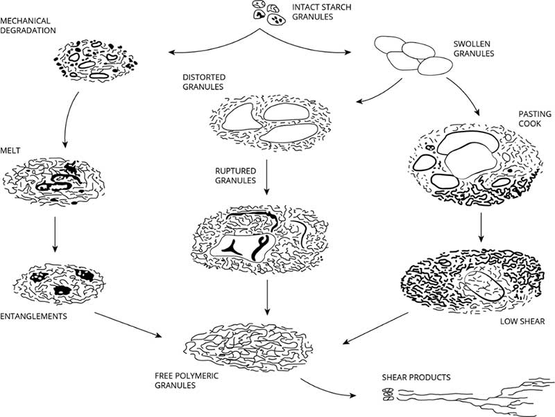 Pathways for the cooking process (from Whalen, 1997). Note that final molecular weight profile will vary depending on the pathway