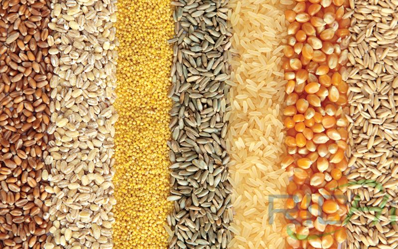 Whole versus processed grain