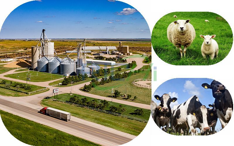 How Much Does It Cost to Invest in a Pellet Processing Plant With an Annual Output of 100,000 Tons of Cattle and Sheep?