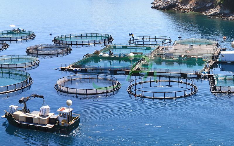 Egyptian fish farm