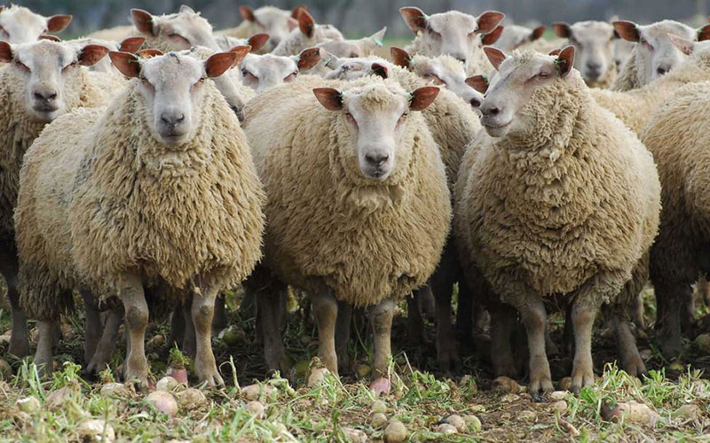 Analysis of Cost, Income and Economic Benefits of Large-scale Sheep Farms