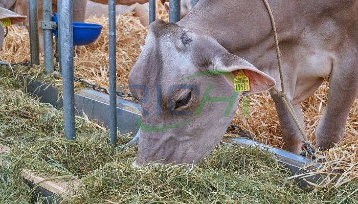 Cow cattle eating hay