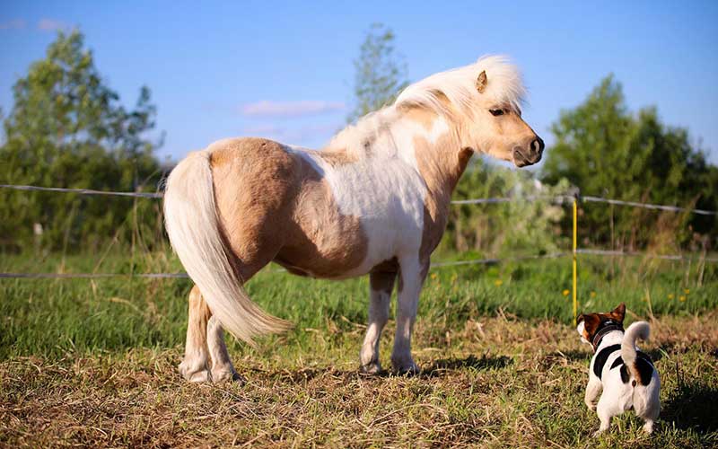 horse