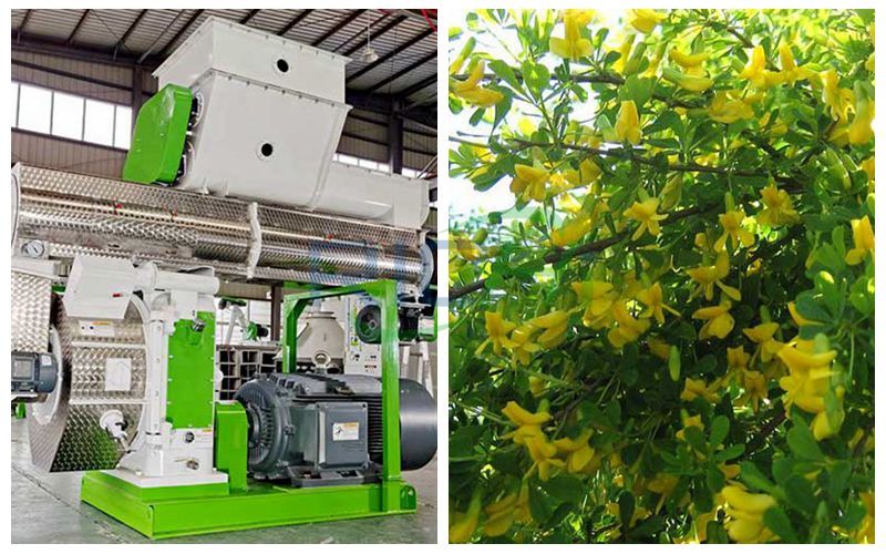 Caragana Biomass Pellet Machine