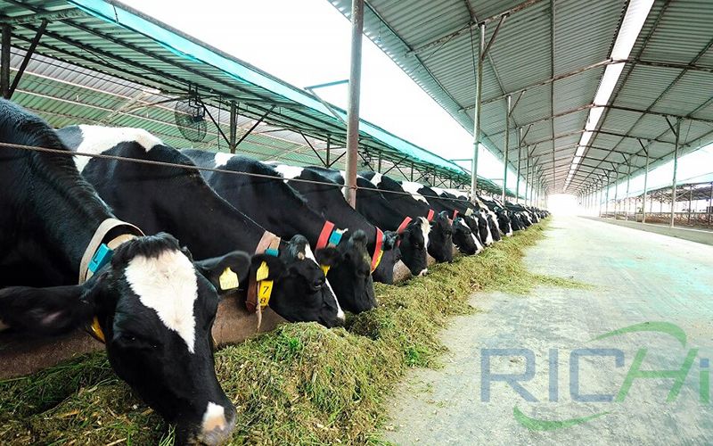 Cattle eating silage