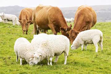 Ruminant Feed Pellet Production Line