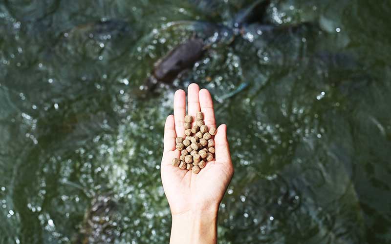 Aquatic Feed Pellet Size Control Requirements and Particle Size Control Technology