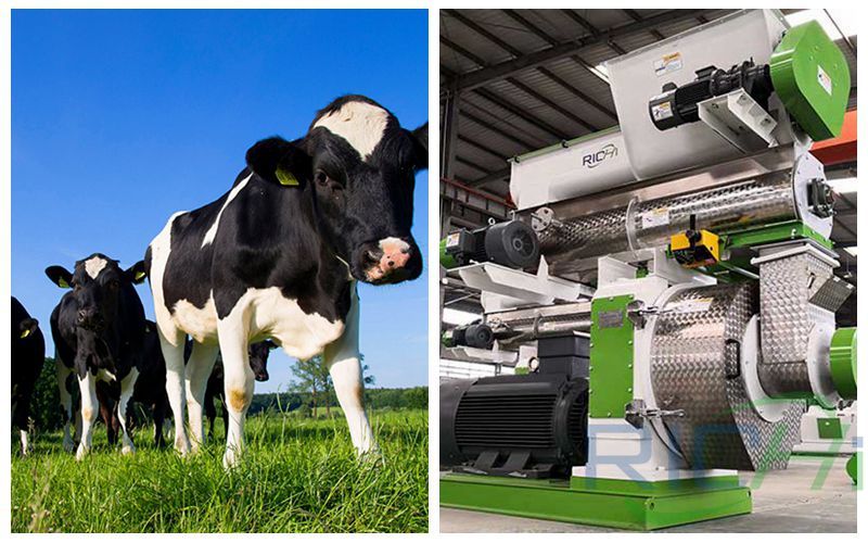 How To Choose cattle Feed Pellet Machine Model