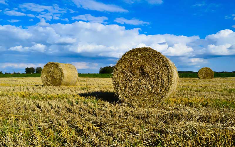 What Feed Does the Cattle Eat and What Feed Can the Cattle Feed Pellet Machine Produce?