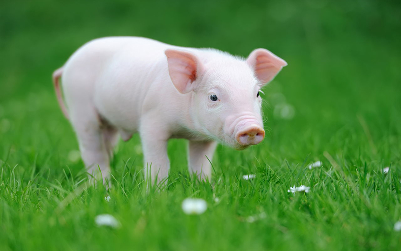 What Are The Costs Of Pig Raising, How Much Does It Cost to Raise A Pig?