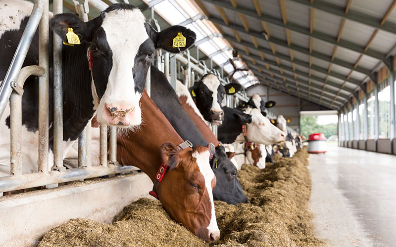 Cattle farm