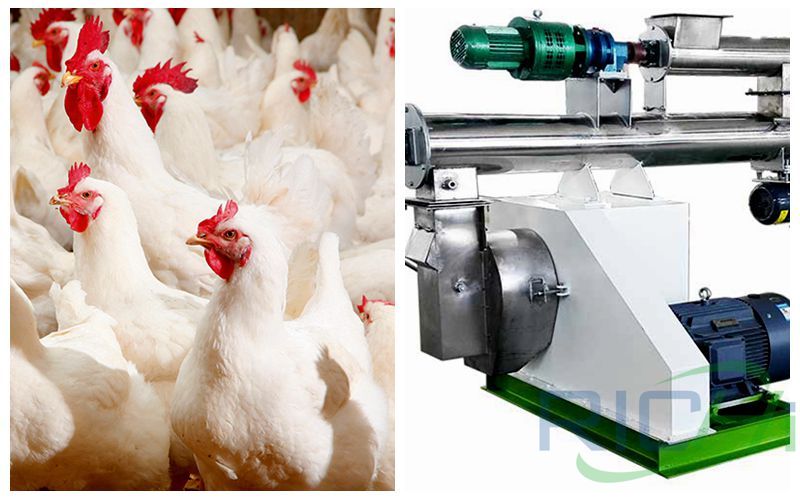 Feed Pellet Machine Is Used For 900000 Chickens In Uganda