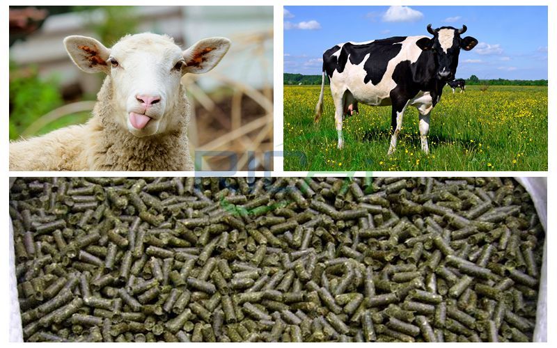Cattle and sheep and pellet feed