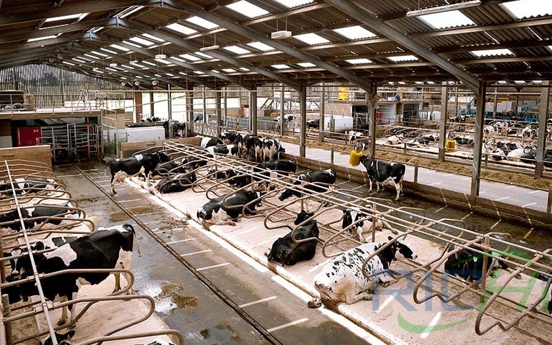 How To Calculate The Feed Cost Of Dairy Cows