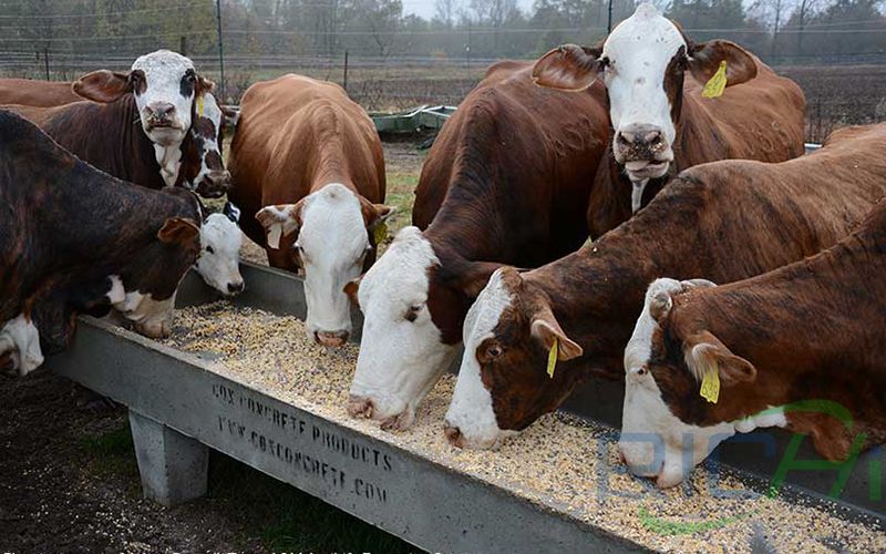 grain is fed to cattle