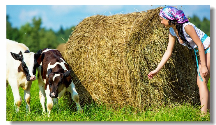 Calf and hay bale