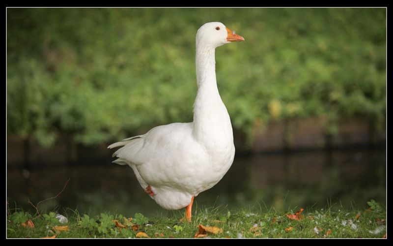 Goose